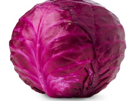 Givvo Red Cabbage Supply