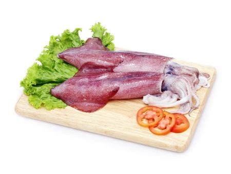 Fresh squid on Sale